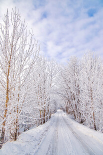 冬日雪林小路美景