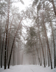 冬日雪覆松林美景