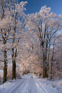 冬日雪覆林间小道美景