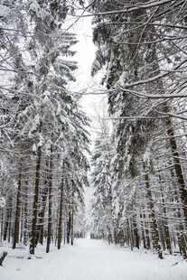 冬日雪林静谧美景