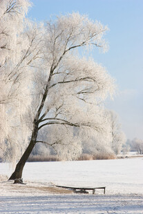 冬日雪林孤树景观