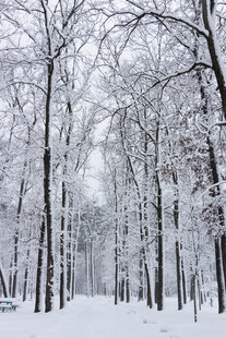 冬日雪覆树林美景