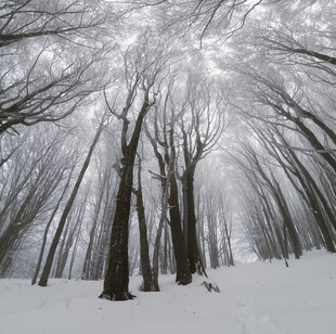 雪覆树林的静谧冬日景象