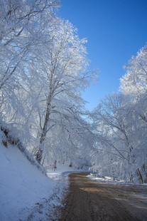 冬日雪覆林间小路