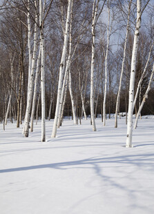 冬日白桦林雪景