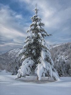 雪覆孤松的冬日美景