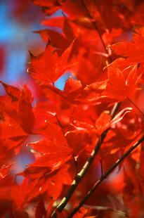 红枫叶特写
