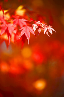 秋日红枫叶特写