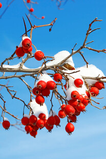 雪覆红果映蓝天