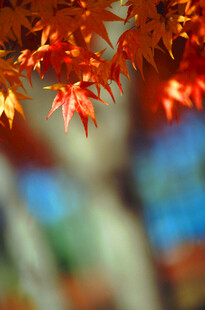 秋日红枫叶特写