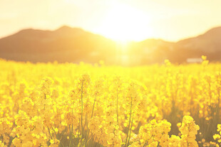 金色油菜花海映夕阳