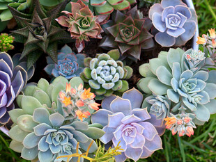 多彩多肉植物簇拥美景