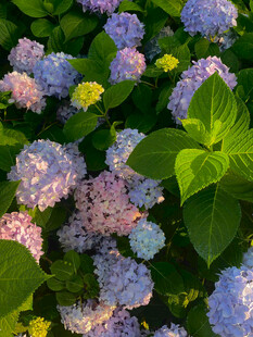 多彩绣球花绽放绿意间