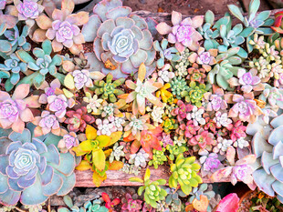 多彩多肉植物大集合
