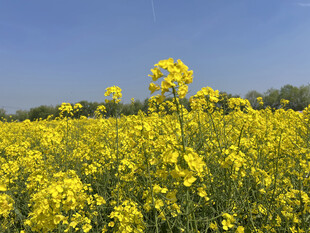 金黄油菜花田
