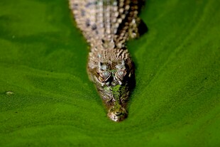 趴在绿叶上的鳄鱼头部