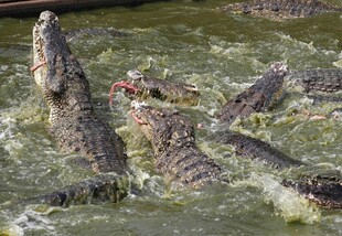 群鳄水中激烈争抢食物