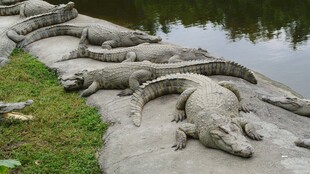 岸边休憩的一群鳄鱼