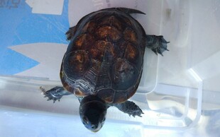 玻璃缸中的乌龟