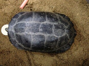 一只黑龟趴在泥土上