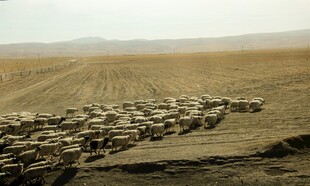 沙漠中行进的庞大羊群