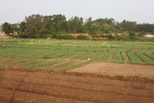 湛江田野农田景观