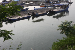 湛江河畔停泊的船只景观