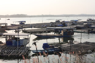 湛江水上渔排场景