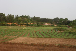 湛江田园风光中的整齐农田