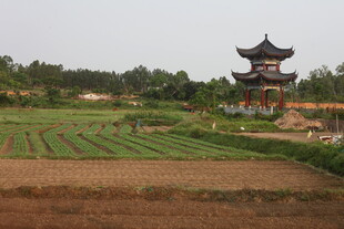 湛江田园风光中的中式古亭
