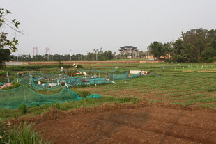 湛江田野中的绿色养殖区域