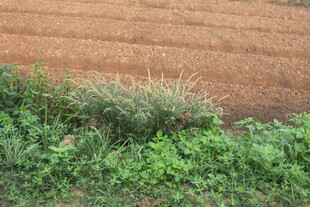 湛江田边翠绿杂草