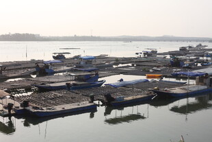 湛江港口停泊的船只景象