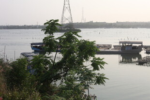 湛江江边停泊船只与绿植景致