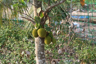 湛江树上挂着的大颗菠萝蜜