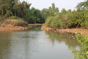 湛江宁静河畔自然风光