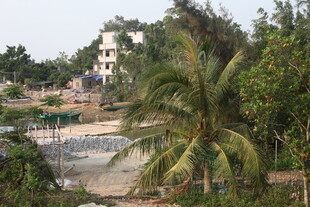 湛江乡村景致中的棕榈树与建筑