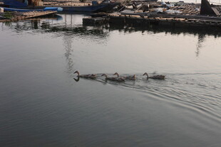 湛江水面上鹅群悠然前行