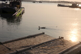 湛江夕阳下码头边的悠闲水鸟