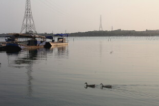 湛江湖畔码头船只与游弋野鸭