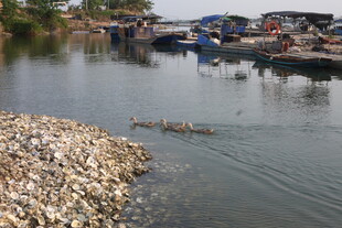 湛江河边渔村景象