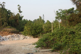 湛江林间土路 绿意盎然景色