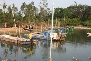 湛江宁静水边停泊的多彩船只