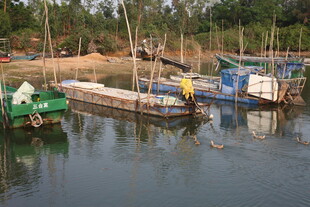 湛江岸边停泊的多彩船只