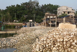 湛江河边堆积的大量贝壳废料