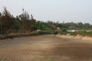 湛江空旷土路旁的绿植景观