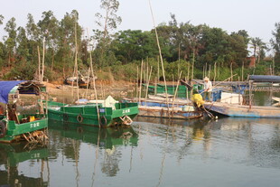 湛江宁静水乡停泊的多彩船只