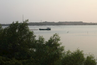 湛江湖畔船只与葱郁绿植景象