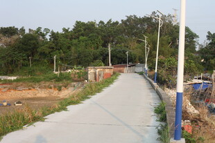 湛江乡村小路旁的自然景致