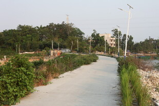 湛江城郊宁静小路 绿植相伴
